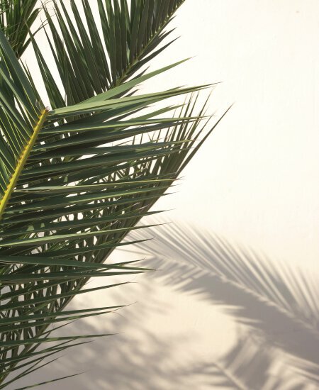 palm tree in irvine